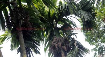 ಬೇಸಗೆಯಲ್ಲೂ ಗುಡ್ಡದ ಅಡಿಕೆ ತೋಟಕ್ಕೆ ನೀರುಣಿಸದೇ ಹಸಿರು ಹಸಿರು…!