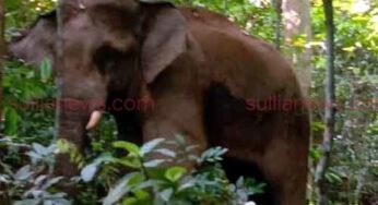 ಕೃಷಿಗೆ ಕಾಡುವ ಕಾಡಾನೆಯ ಮುದ್ದಿಸುವ ಕೃಷಿಕರು ಇವರು…!