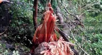 ಅರೆಕಲ್ಲಿನಲ್ಲಿ ಉರುಳಿದ ಬಂಡೆಕಲ್ಲು -ಆತಂಕವಿಲ್ಲ