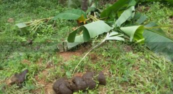 ಜೋಡುಪಾಲದಲ್ಲಿ ಕಾಡಾನೆಗಳ ಕಾಟ : ಸಹಾಯಕ್ಕೆ ಗ್ರಾಮಸ್ಥರ ಮೊರೆ : ಅರಣ್ಯ ಇಲಾಖೆಗೆ ಮನವಿ…
