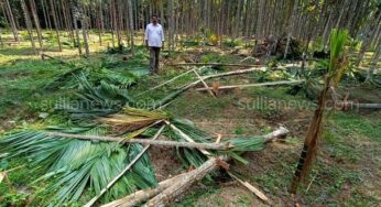 ಕಾಡಾನೆ ದಾಳಿ: ಅಪಾರ ಪ್ರಮಾಣದ ಕೃಷಿ ನಾಶ