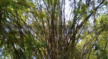 ಬಿದಿರಿನ ದೋಟಿ ಬಲು ಗಟ್ಟಿ……