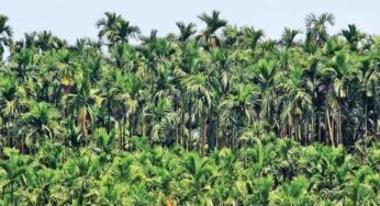 ಅಡಿಕೆ ಹಳದಿ ಎಲೆರೋಗ | ಪರ್ಯಾಯ ಬೆಳೆಗೆ ಪೈಲೆಟ್ ಯೋಜನೆ ಅನುಷ್ಠಾನಕ್ಕೆ ಸಿದ್ಧತೆ |