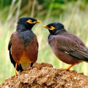 ಸಮರ್ಥ ಸಮನ್ಯು