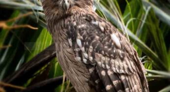 ಚಿಲಿಪಿಲಿ | ಮೀನು ಗುಮ್ಮ – Brown Fish Owl
