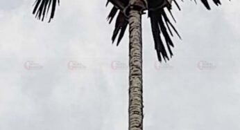 ಅಡಿಕೆ ಹಳದಿಎಲೆ ರೋಗ ನಿರೋಧಕ ತಳಿ ಅಭಿವೃದ್ಧಿ | ಸಿಪಿಸಿಆರ್‌ಐ ವತಿಯಿಂದ ಟಿಶ್ಯು ಕಲ್ಚರ್‌ ಗಿಡಕ್ಕಾಗಿ ಹಿಂಗಾರ ಸಂಗ್ರಹ |