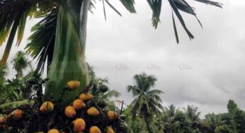 ಈಗಲೂ ಭಾರಿ ಮಳೆ ಕಂಡು ಕೃಷಿಕ ಸುರೇಶ್ಚಂದ್ರ ಹೇಳುತ್ತಾರೆ….. | ನಾಳೆ ರವಿ ಮೂಡಲಿ….. ! | ಕೃಷಿಕರ ಸಂಕಷ್ಟ ಹೀಗಿದೆ…. |
