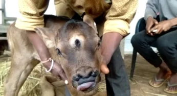 ಮೂರು ಕಣ್ಣಿನ ಕರು ಜನನ | ಶಿವನ ಅವತಾರ ಎಂದು ಪೂಜಿಸಿದ ಜನ |