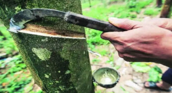 ಕಾಯಿದೆ ಬದಲಾವಣೆಗೆ ವಾಣಿಜ್ಯ ಸಚಿವಾಲಯ ಚಿಂತನೆ | ರಬ್ಬರ್ ಸೇರಿದಂತೆ ವಾಣಿಜ್ಯ ಬೆಳೆ ಉತ್ತೇಜನಕ್ಕೆ ಕ್ರಮ |