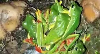 ಮಲೆನಾಡಿನಲ್ಲಿ ಹಸಿರು ಕಪ್ಪೆಗಳು ಪತ್ತೆ| ವಿಶೇಷ ರೀತಿಯಲ್ಲಿ ಸಂತಾನೋತ್ಪತ್ತಿ ಪ್ರಕ್ರಿಯೆ!