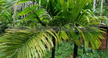 ಕಾಸರಗೋಡಿಗೂ ಕಾಲಿಟ್ಟಿತೇ ಅಡಿಕೆ ಹಳದಿ ಎಲೆರೋಗ ? |
