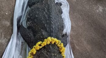 ಅನಂತಪುರ ದೇವಾಲಯದ ಮೊಸಳೆ ಬಬಿಯಾ ಇನ್ನಿಲ್ಲ |