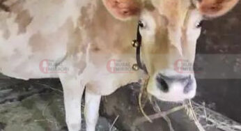 ಗೋಪೂಜೆಯ ವೇಳೆ ಚಿನ್ನದ ಸರ ನುಂಗಿದ ಹಸು..!