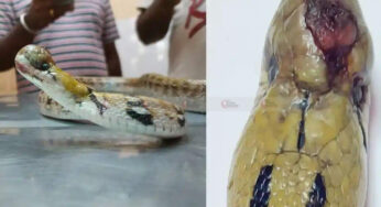 ಹಾವಿಗೆ ಆಪರೇಷನ್‌ ಸಕ್ಸಸ್…!‌ | ಕೃಷಿ ವಿಶ್ವವಿದ್ಯಾಲಯದ ವೈದ್ಯರಿಂದ ಚಿಕಿತ್ಸೆ |