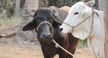 ಹೈನುಗಾರರಿಗೆ 40-60 ಸಾವಿರ ಧನಸಹಾಯ | ಅರ್ಜಿ ಸಲ್ಲಿಸಲು ಇದೆ ಅವಕಾಶ …! |
