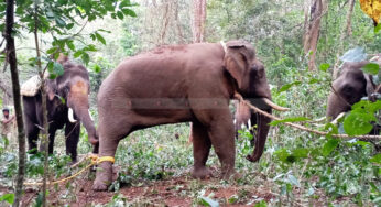 ಅರಣ್ಯ ಇಲಾಖಾ ಸಿಬಂದಿಗಳ ಪ್ರಯತ್ನಕ್ಕೆ ಯಶಸ್ಸು | ಕಾಡಾನೆ ಸೆರೆ | ಆನೆ ಶಿಬಿರಕ್ಕೆ ರವಾನೆಗೆ ವ್ಯವಸ್ಥೆ |