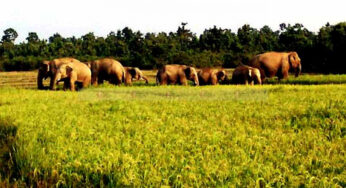 ಕಾಡು ಪ್ರಾಣಿಗಳ ಕಾಟಕ್ಕೆ ಬೇಸತ್ತ ರೈತರು | ಬೆಳೆಹಾನಿ ಪರಿಹಾರ ಮೊತ್ತ ಹೆಚ್ಚಳ | ಸರ್ಕಾರದಿಂದ ರೈತರಿಗೆ ಸಹಾಯಹಸ್ತ |