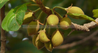 ಔಷಧಿಯ ಗುಣಗಳುಳ್ಳ ಇಪ್ಪೆ ಮರ | ಎಲೆ, ಹೂ, ಕಾಯಿ, ತೊಗಟೆ ಎಲ್ಲವೂ ಉಪಯೋಗ….! |