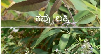ಈ ಲಕ್ಕಿ ಗಿಡ ನಿಮ್ಮ ಮನೆಯಲ್ಲಿ ಇರಲಿ : ಎಂತಹ ನೋವು ಇದ್ದರು ನಿವಾರಣೆ ಮಾಡುತ್ತೆ
