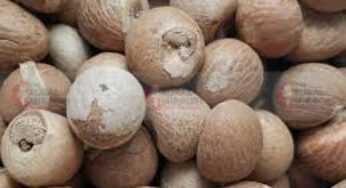 #ArecanutMarket | ಚಾಲಿ ಅಡಿಕೆ ಧಾರಣೆ ಏರಿಕೆಯ ಹಾದಿಯಲ್ಲಿ |