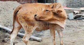 ಜಾನುವಾರುಗಳಲ್ಲಿ ಕಂದು ರೋಗ | ಬ್ರೂಸೆಲ್ಲಾ ವ್ಯಾಕ್ಸಿನ್‌ ಅಭಿಯಾನ
