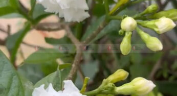 ನಾರಿಯರ ಕಣ್ಣಿನ ಕಾಡಿಗೆ “ನಂದಿ ಬಟ್ಟಲು” | ಮನೆಯಲ್ಲೇ ತಯಾರಿಸಿ ಕೆಮಿಕಲ್ ರಹಿತ ಬಣ್ಣ..! |