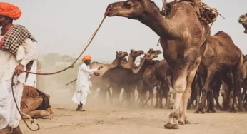 #WorldCamelDay | ಒಂಟೆ ಕೂದಲಿಗೂ ಯಾಕೆ ಡಿಮ್ಯಾಂಡ್ | ಇಲ್ಲಿ ತಯಾರಾಗುತ್ತೆ ವಿವಿಧ ಉತ್ಪನ್ನ |