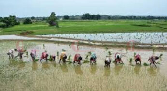 ಮುಂಗಾರು ಬೆಳೆಗಳಿಗೆ ಕನಿಷ್ಠ ಬೆಂಬಲ ಬೆಲೆ ಹೆಚ್ಚಳ ಚಿಂತನೆ | 262 ಲಕ್ಷ ಟನ್​ಗಳಷ್ಟು ಗೋಧಿ ಬೆಂಬಲ ಬೆಲೆಗೆ ಖರೀದಿ |