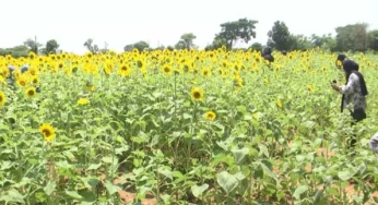 ಎಗ್ರಿಟೂರಿಸಂ ಹೇಗೆ ಬೆಳೆಸಬಹುದು ? | ಸೂರ್ಯಕಾಂತಿ ತೋಟದಲ್ಲಿ ಫೋಟೋ ಬೇಕಾ..? | ಪೇ ಮಾಡಿ.. ಸೆಲ್ಫಿ ಕ್ಲಿಕ್ಕಿಸಿಕೊಳ್ಳಿ | ಪ್ರವಾಸಿಗರ ಸೆಳೆದ ರೈತ |