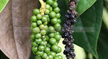 #PepperMarket | ಕಾಳುಮೆಣಸು ಧಾರಣೆ ಮತ್ತೆ ಏರಿಕೆ | 600 ರೂಪಾಯಿ ತಲುಪಿದ ಧಾರಣೆ