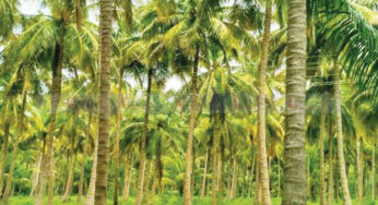 #Coconut | ದಕ್ಷಿಣ ಭಾರತದ ತೆಂಗು ಬೆಳೆಯುವ ರೈತರಿಗೆ ಮಾರಣಾಂತಿಕ ಹೊಡೆತ..! | ಡಾ|ಮಂಜುನಾಥ ಎಚ್, ಕೃಷಿ ತಜ್ಞ