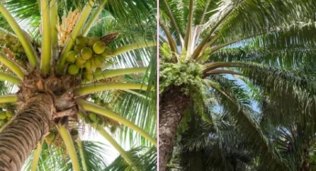 #Coconut | ತೆಂಗಿನಕಾಯಿ ಬೆಲೆ ಕುಸಿತ | ಏರಿಕೆ ಕಾಣದ ಕೊಬ್ಬರಿ ದರ | ದೇಶದ ತೆಂಗು ಬೆಳೆಗಾರರಿಗೆ ಸಂಕಷ್ಟ | ವಿವಿದೆಡೆ ಪ್ರತಿಭಟನೆ ಆರಂಭ |