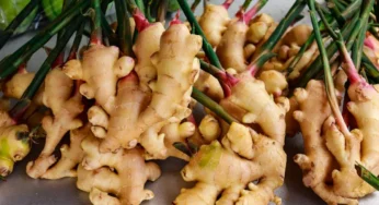#GingerPrice | ಟೊಮೆಟೋ ನಂತರ ಈಗ ಶುಂಠಿ ಸರದಿ | ಇತಿಹಾಸದಲ್ಲೇ ಮೊದಲ ಬಾರಿಗೆ ಶುಂಠಿಗೆ ಬಂಗಾರದ ಬೆಲೆ