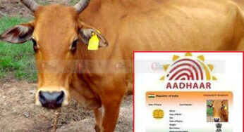#AdharCard | ಗೋವುಗಳಿಗೂ ಸಿದ್ಧವಾಗುತ್ತಿದೆ ಆಧಾರ್ ಕಾರ್ಡ್…! | ಗೋವುಗಳ ಕಳ್ಳ ಸಾಗಣಿಕೆಗೆ ಬೀಳುತ್ತಾ ಬ್ರೇಕ್..?