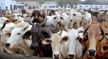 #Cattlesafari| ರಾಜಸ್ಥಾನ ಸರ್ಕಾರದ ವಿಶಿಷ್ಟ ಪ್ರಯೋಗ – ಗೋ ಸಫಾರಿ | ದನ ಸಾಕಾಣಿಕೆ ಬಗ್ಗೆ ಜನರಿಗೆ ತಿಳಿಯಲು ವಿಶಿಷ್ಟ ಅವಕಾಶ |