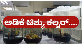 ಅಡಿಕೆಯ ಟಿಶ್ಯೂ ಕಲ್ಚರ್‌ ಗಿಡದ ಹೆಜ್ಜೆಗಳು…