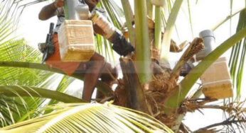 #Coconut | ಹಿತ್ತಲಲ್ಲಿ 8 ತೆಂಗಿನ ಮರಗಳಿದ್ದರೆ ವರ್ಷಕ್ಕೆ ಲಕ್ಷ ಆದಾಯ….! | ಹೇಗೆ ಇದು ಸಾಧ್ಯ….? |