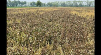 #Glyphosateherbicide | ನಮ್ಮ ನೆಲದಲ್ಲಿ ಸೇರುತ್ತಿದೆ ರೌಂಡಪ್ ಎಂಬ ವಿನಾಶಕಾರಿ : ಇದೊಂದು ಪರಮಾಣು ವಿಕಿರಣದಿಂದ ಹೊರ ಸೂಸಿದ ಕಸ.