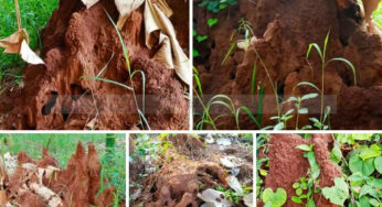 ಗೆದ್ದಲು ಮನೆಯೊಳಗೆ ಅಪಾಯಕಾರಿ | ಜಮೀನಿನ ಒಳಗೆ ಅತ್ಯಂತ ಪ್ರಯೋಜನಕಾರಿ |