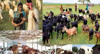 ಸರ್ಕಾರದ ಪಶು ಭಾಗ್ಯ ಯೋಜನೆಯ ಲಾಭಗಳು | ರೈತರಿಗೆ ಆಗುವ ಅನುಕೂಲಗಳೇನು..?