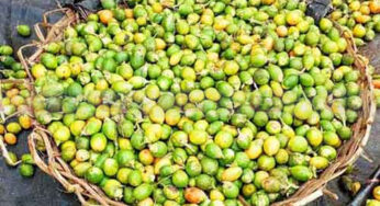 Arecanut | ಅಡಿಕೆಗೆ ಪರ್ಯಾಯ ಬೆಳೆ ಯಾವುದು…? | ಗಿಡಗಳಿಗೆ ಬೇಕಾದ ವಾತಾವರಣವನ್ನು ಹೇಗೆ ಸೃಷ್ಟಿಸೋಣ…?.