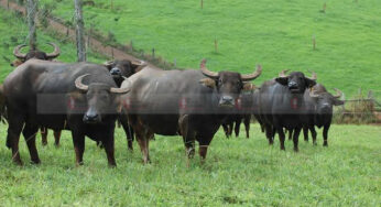 ಹೆಮ್ಮೆಯ ಎಮ್ಮೆ ಎಲ್ಲಿ… ಎಲ್ಲಿ…? | ಯಾರೇ ಕೂಗಾಡಲಿ ಊರೇ ಹೋರಾಡಲಿ…ಎಮ್ಮೆ ನಿನಗೆ ಸಾಟಿ ಇಲ್ಲ |