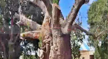 ಹಳೆ ಬೇರು ಹೊಸ ಚಿಗುರು | ಅನಾರೋಗ್ಯದಿಂದ ಸಾಯುವ ಸ್ಥಿತಿಯಲ್ಲಿದ್ದ 2,000 ವರ್ಷ ಹಳೆಯ ಹುಣಸೆ ಮರ | ತಜ್ಞರ ಸಲಹೆಯಂತೆ ಮರು ನೆಡಲಾದ ಮರಕ್ಕೀಗ ಜೀವಕಳೆ |