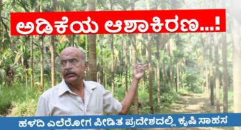 ಅಡಿಕೆ ಹಳದಿ ಎಲೆರೋಗ ಪ್ರದೇಶದಲ್ಲಿ ಆಶಾಕಿರಣ |