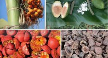 ಅಡಿಕೆಯಿಂದ ಎಷ್ಟೆಲ್ಲಾ ಆರೋಗ್ಯಕ್ಕೆ ಲಾಭ ಇದೆ ಅನ್ನೋದು ಗೊತ್ತಾ..?