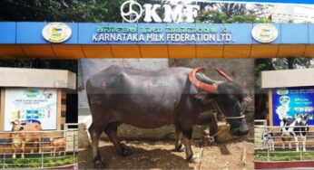 ಎಮ್ಮೇ ನಿನಗೆ ಸಾಟಿ ಇಲ್ಲ..! | ಮಾರುಕಟ್ಟೆಯಲ್ಲಿ KMF ಎಮ್ಮೆ ಹಾಲು ಲಭ್ಯ | 1 ಲೀಟರ್ ಬೆಲೆ ಎಷ್ಟು..?