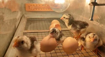 ಇಂಕ್ವುಬೇಟರ್(Incubator)ನಿಂದ ಕೋಳಿ ಮರಿ ಹೊರಬಂದ ಮೇಲೆ ಅದರ ಪೋಷಣೆ‌ ಹೇಗೆ ಮಾಡಬೇಕು..? ಇಲ್ಲಿದೆ ಮಾಹಿತಿ..