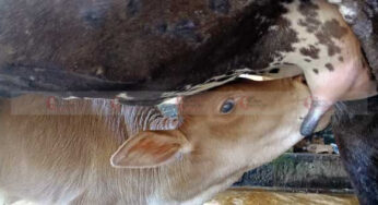 ಪಶುಗಳ ಪಾಲಿನ “ಆನಂದ” ಡಾಕ್ಟರ್ ಆನಂದ್ | ಪಶು ವೈದ್ಯಕೀಯ ಸಚಿವಾಲಯ ಮಲೆನಾಡಿನ ಕಡೆಯಲ್ಲಿ ವೈದ್ಯರ ಸಂಖ್ಯೆ ಹೆಚ್ಚಿಸಬೇಕು |