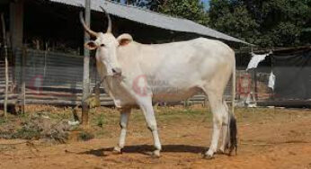 ಹಸುಗಳ ಹುಚ್ಚು ನಿವಾರಿಸುವ ಹಳ್ಳಿಕಾರ್ ತಳಿಗಳ ಜೀನ್..!