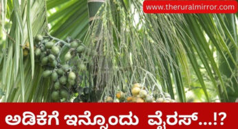 ಅಡಿಕೆಗೆ ಇನ್ನೊಂದು ರೋಗ ಚೀನಾದಲ್ಲಿ…! | ರಿಂಗ್‌ ಸ್ಫಾಟ್‌ ಎನ್ನುವ ವೈರಸ್ ಕಾರಣವಂತೆ..!